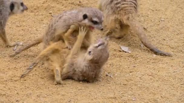 Gros plan de quatre suricates se battant et jouant