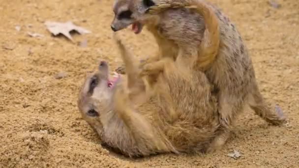 Gros Plan Quatre Suricates Battant Jouant — Video