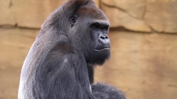 Close Male Gorilla — Stock Video