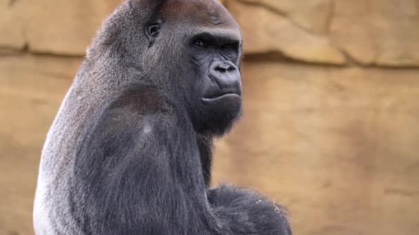 Närbild Manliga Gorilla — Stockvideo