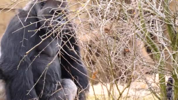 Großaufnahme Von Männlichem Gorilla — Stockvideo