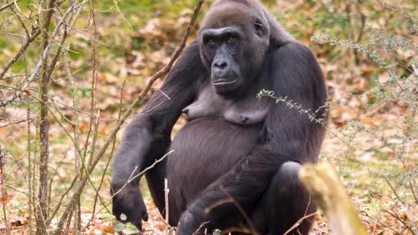 Κοντινό Πλάνο Του Θηλυκού Gorilla — Αρχείο Βίντεο