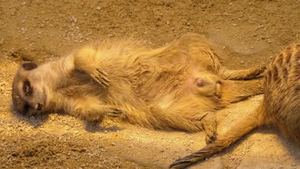 Gros plan sur les suricates allongés