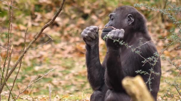 Close Baby Gorilla Eating — Stock Video