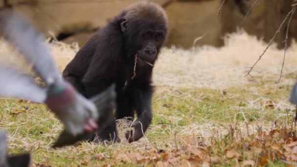 Close Bebê Gorila Comendo — Vídeo de Stock