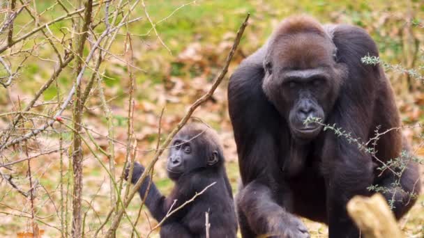 Close Van Vrouwelijke Baby Gorilla Eten — Stockvideo