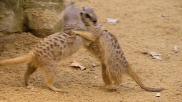 Gros plan des combats de suricates.