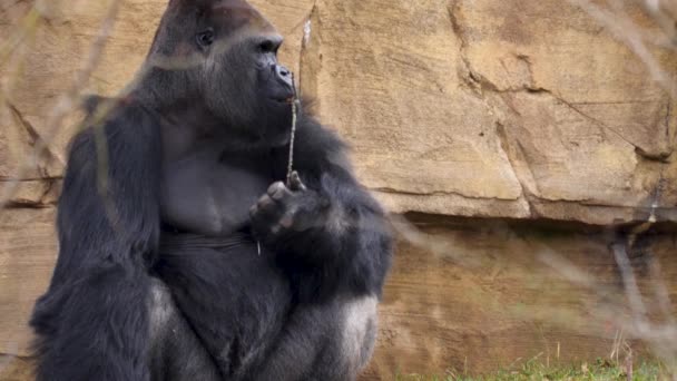 雄大猩猩的近身进食 — 图库视频影像