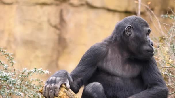 Gros Plan Jeune Mâle Gorille — Video