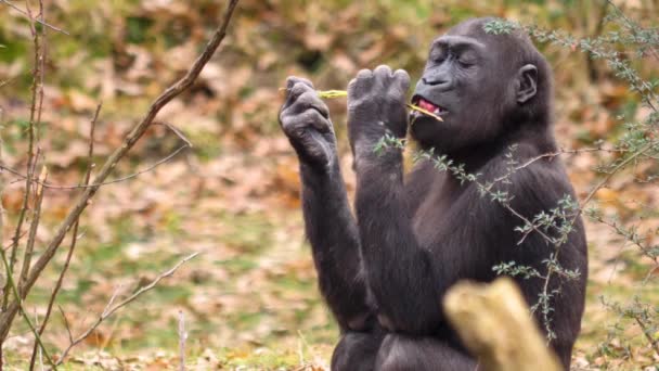 Primer Plano Del Joven Gorila Comiendo — Vídeos de Stock