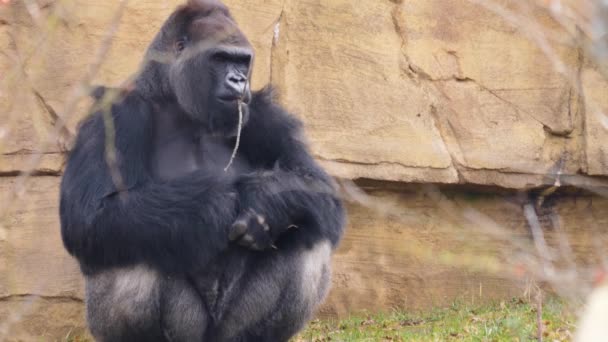 Close Male Gorilla Eating — Stock Video