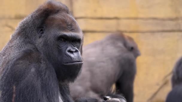 Κοντινό Πλάνο Του Αρσενικού Gorilla Τρώει — Αρχείο Βίντεο