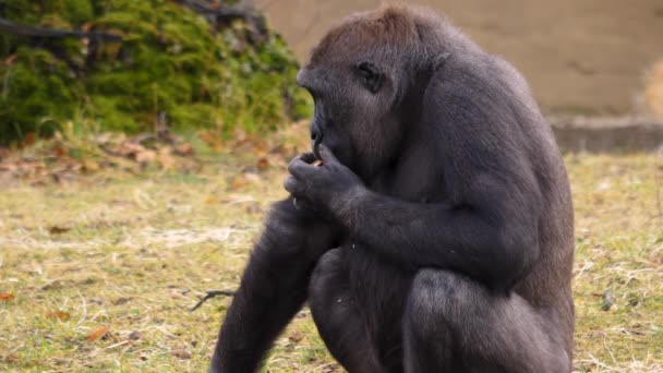 Close Van Mannelijke Gorilla Eten — Stockvideo