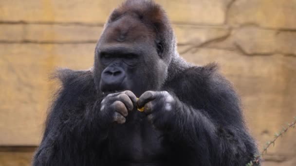 Close Van Mannelijke Gorilla Eten — Stockvideo