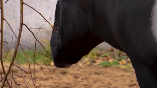 Close Tapir Cabeça Mastigar Alguns Ramos — Vídeo de Stock