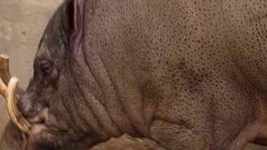 Geyik yaban domuzu kafasının yakınına