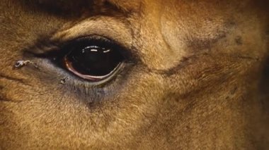 Okapi 'nin başını kapat.