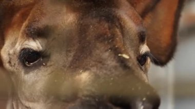 Okapi 'nin başını kapat.