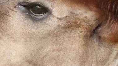 Okapi 'nin başını kapat.