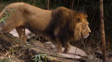 Aslan yürüyüşüne yakın durun.