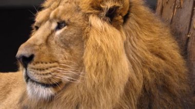 Kameraya bakarak Lions 'un başını kapat.