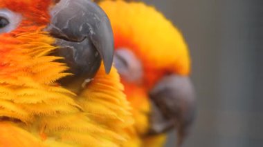 Güneş muhabbet kuşunun başı hareket ediyor.