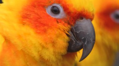 Güneş muhabbet kuşunun başı hareket ediyor.