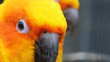 Güneş muhabbet kuşunun başı hareket ediyor.