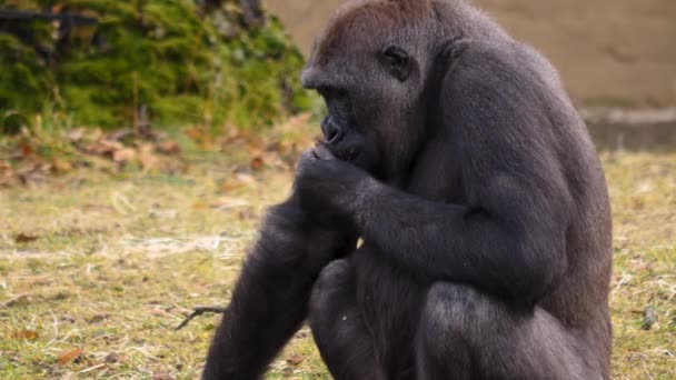 Close Male Gorilla Eating — Stock Video