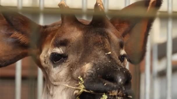 Primo Piano Della Testa Okapi — Video Stock