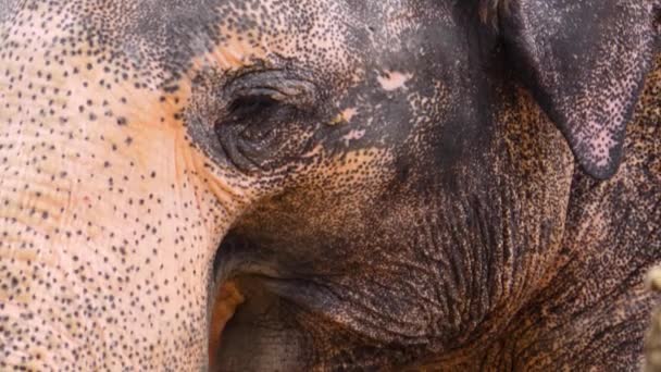 Primer Plano Del Ojo Elefante Masticación Cabeza — Vídeos de Stock