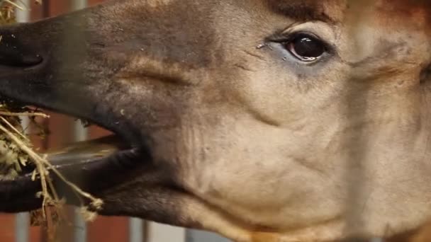 Nahaufnahme Des Okapi Kopfes — Stockvideo