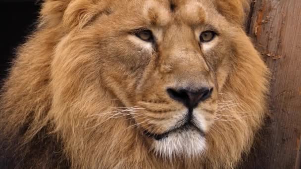 Zbliżenie Głowy Lions Patrząc Prawo — Wideo stockowe