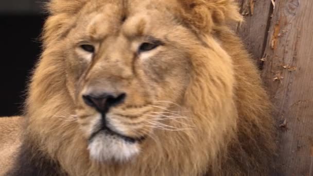 Närbild Lions Huvud Tittar Höger — Stockvideo