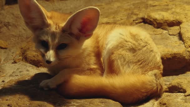 Primer Plano Zorro Fennec Durmiendo Despertando — Vídeos de Stock