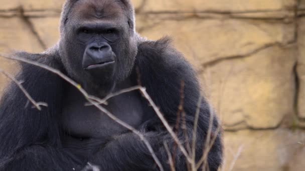 Närbild Manliga Gorilla Tugga — Stockvideo
