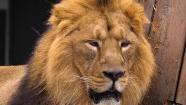 Close Lions Head Yawning — Stock Video