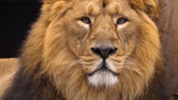 Närbild Lions Huvud Tittar Kameran — Stockvideo