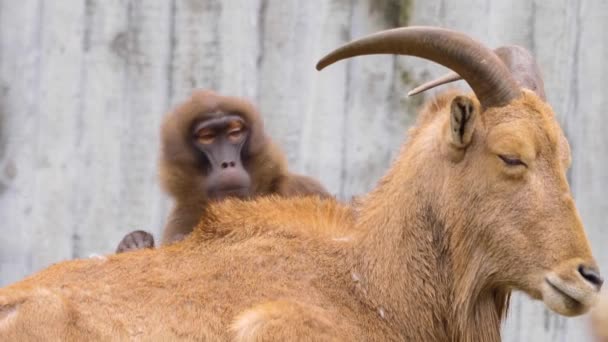 Macaco Arrumando Costas Uma Cabra Comendo Pulgas — Vídeo de Stock