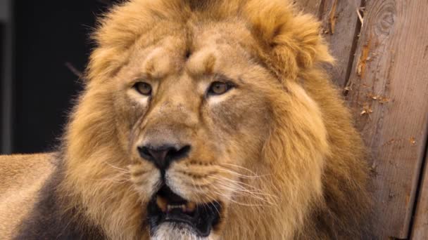 Närbild Lions Huvud Tittar Vänster — Stockvideo