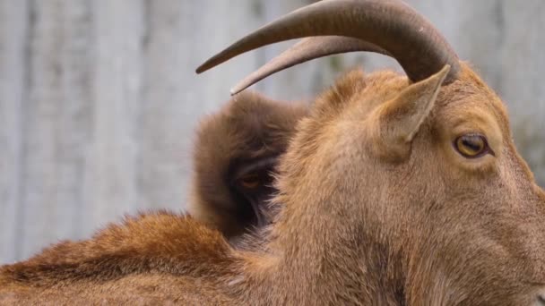 Monkey Grooming Back Goat Eating Fleas — Stock Video