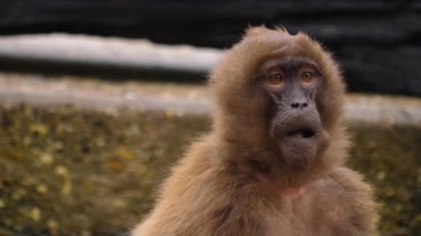 Αιμορραγία Καρδιά Μαϊμού Μάσημα Και Κοιτάζοντας Γύρω — Αρχείο Βίντεο