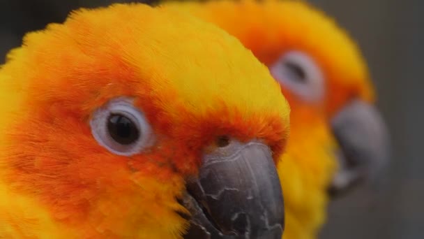 Güneş Muhabbet Kuşunun Başı Hareket Ediyor — Stok video
