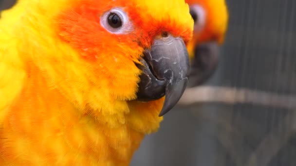 Zbliżenie Głowy Papugi Słonecznej Ruchu — Wideo stockowe