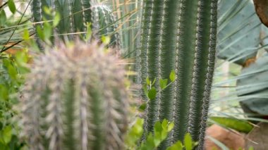 Arkadan öne doğru odaklanmış kaktüsü kapat..