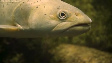 Yüzen alabalığın başını kapat..