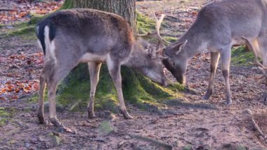 Sonbaharın güneşli bir gününde ormanda savaşan erkek baraj geyiğine yakın.