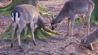 Sonbaharın güneşli bir gününde ormanda savaşan erkek baraj geyiğine yakın.