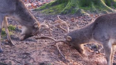 Sonbaharın güneşli bir gününde ormanda savaşan erkek baraj geyiğine yakın.