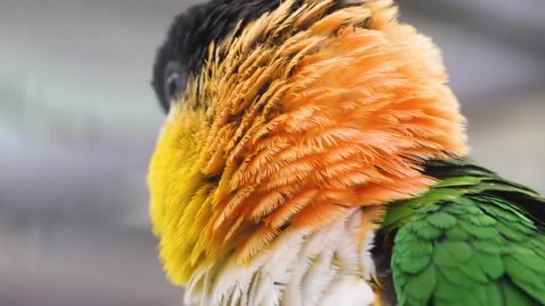 Zblízka Caique Papoušek Otáčí Hlavu — Stock video